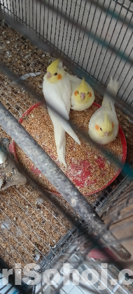 কোকাটেল পাখি